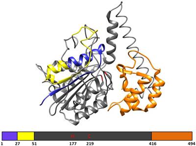 Plant Vacuolar Processing Enzymes